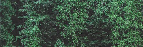 🎄 banner