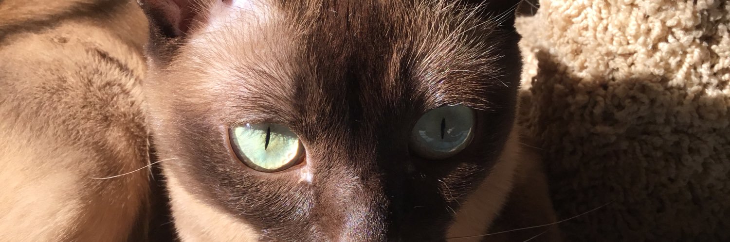 CatsEndlessly's profile banner image