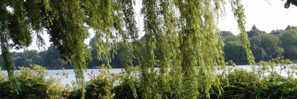 HansruediWidmer Profile Banner