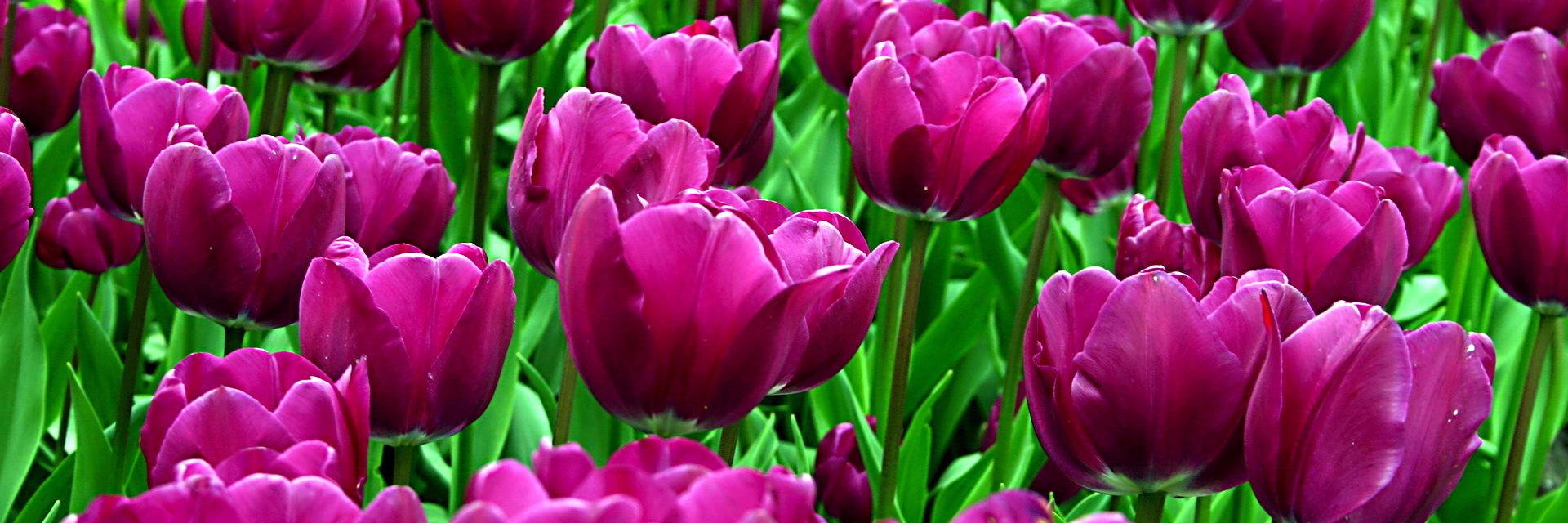 Cydney Peyton Walton banner