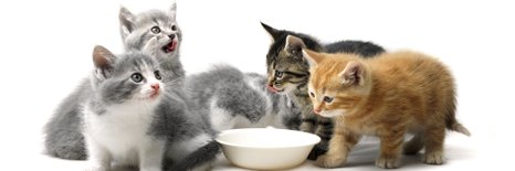 RecheCanyonCat's profile banner image