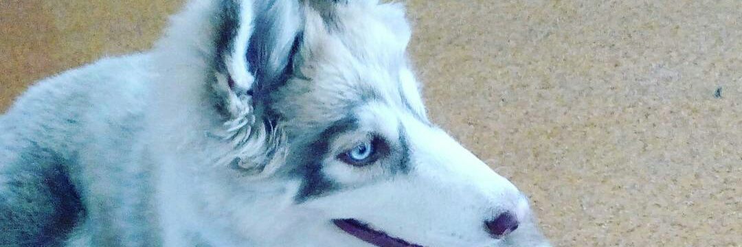 Nedobroo's profile banner image