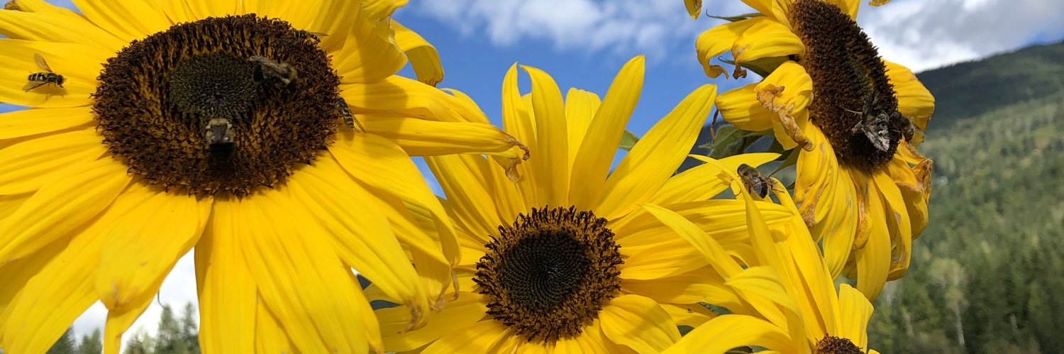 BreeWallach's profile banner image