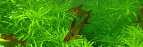 GreenNote777 Profile Banner