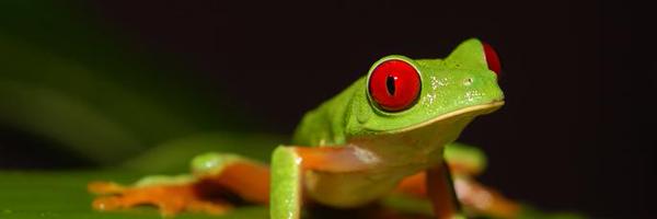 Crocro2011 Profile Banner