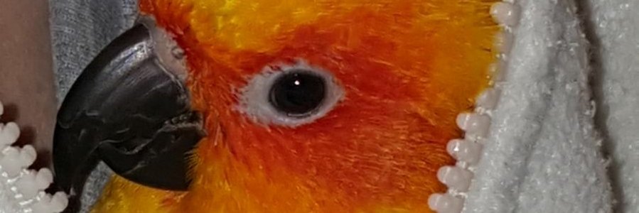 arancere's profile banner image