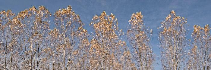 Francesca Moore banner