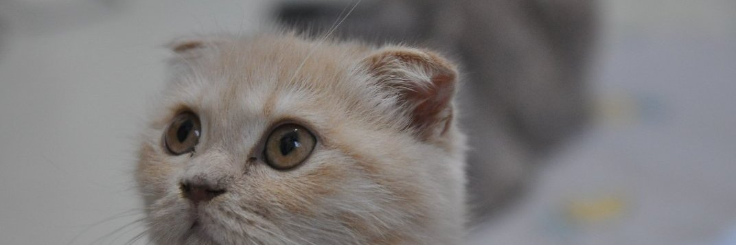 nEKO Cat "❤️ Memecoin" banner