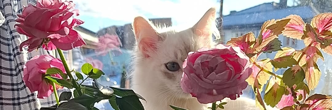 ToppyCute's profile banner image