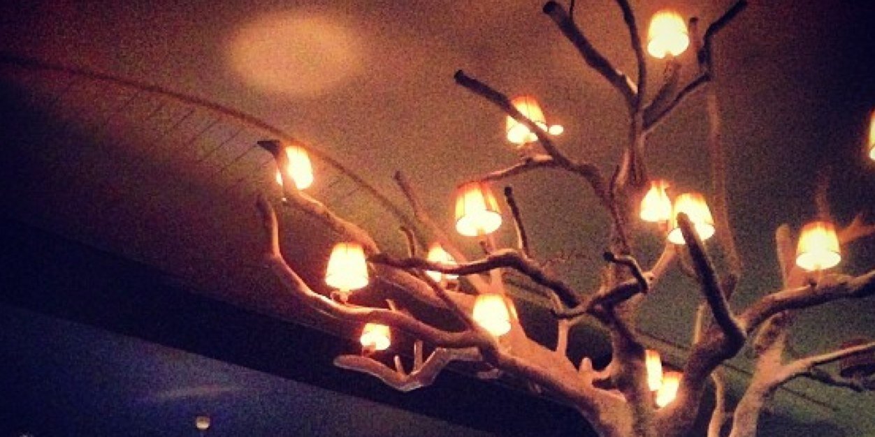 Primrose Nichchaya banner