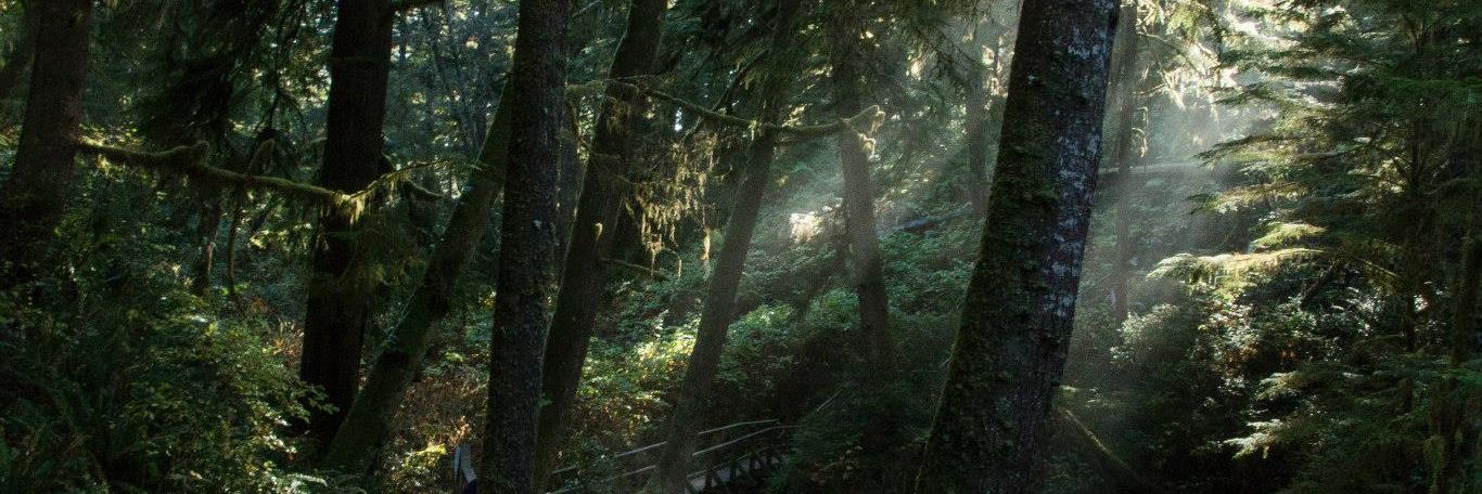bcflow1's profile banner image