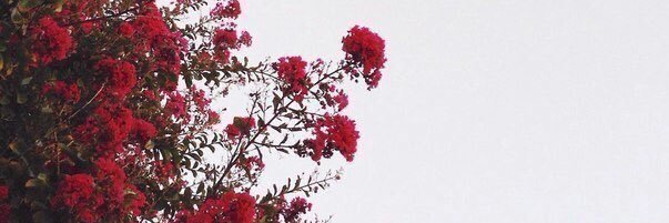 cansaika_'s profile banner image