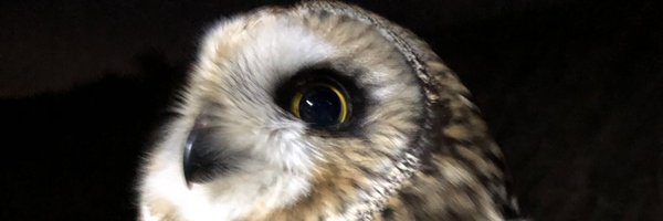 harvey_shaun Profile Banner