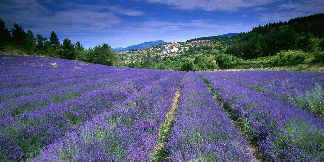 Rogier Schmit banner