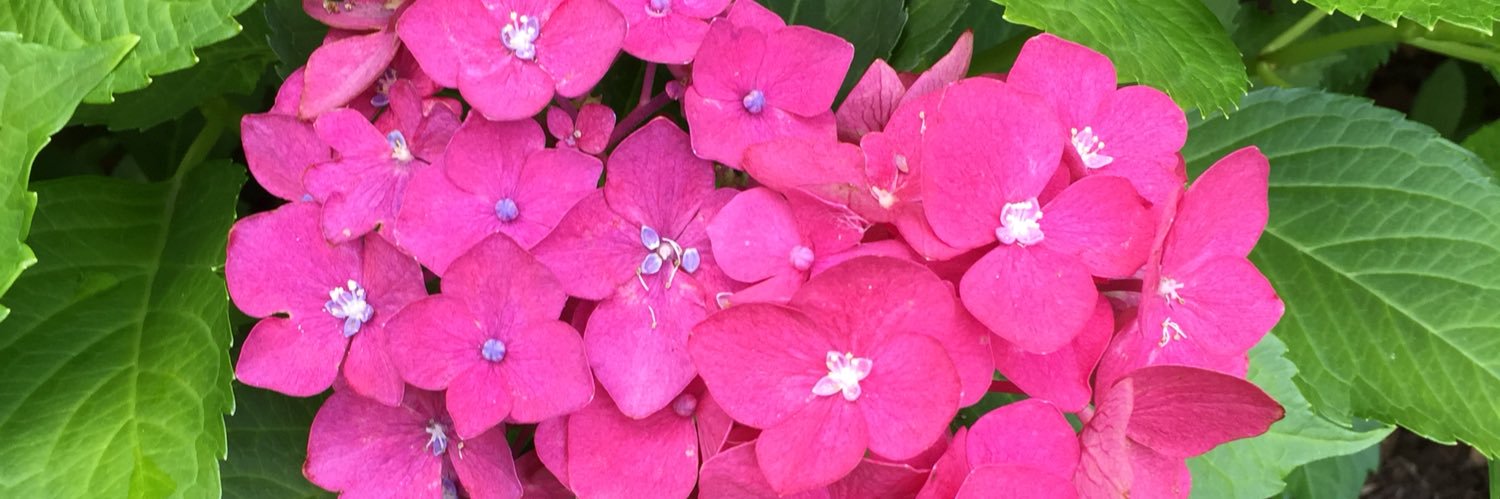amyrparis's profile banner image