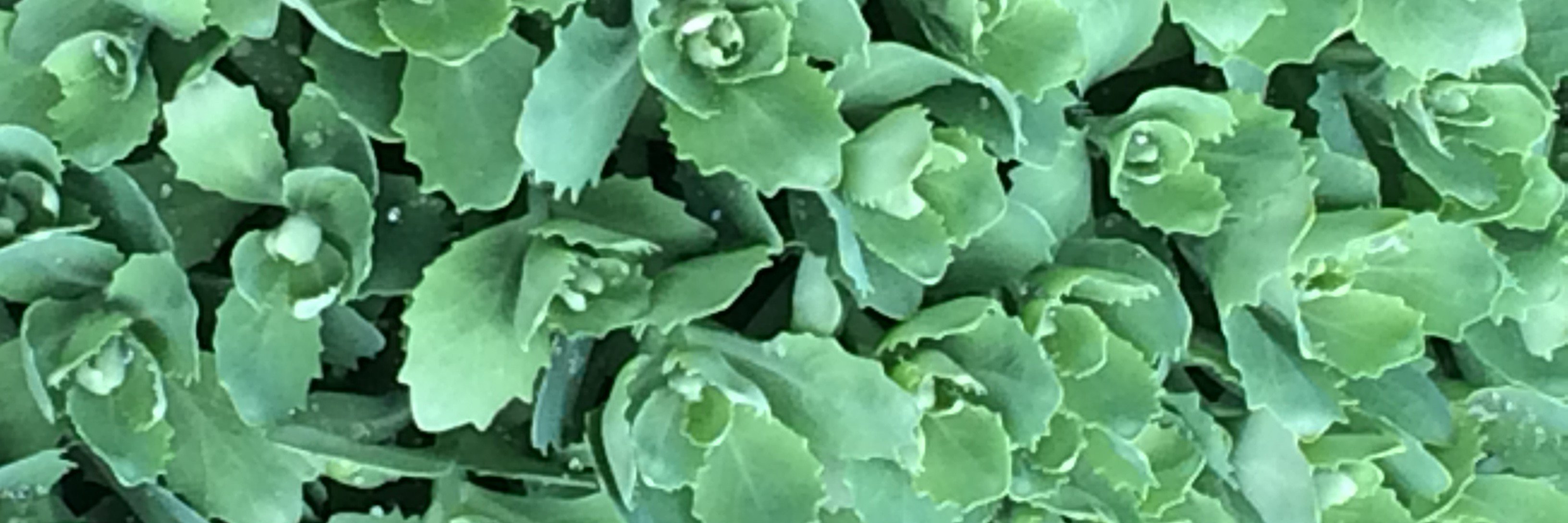 philanthropyIP's profile banner image