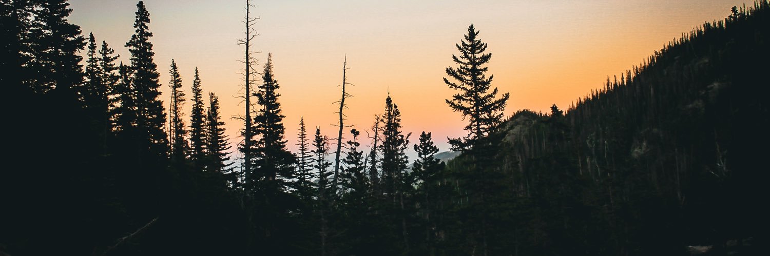 lexintheforest's profile banner image
