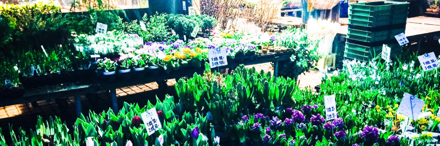 Trudy_Chafe's profile banner image