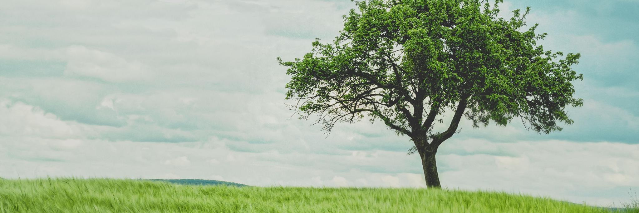 sparadela's profile banner image