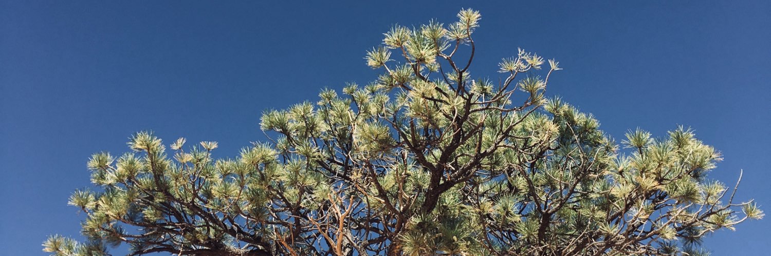 one_tall_tree's profile banner image