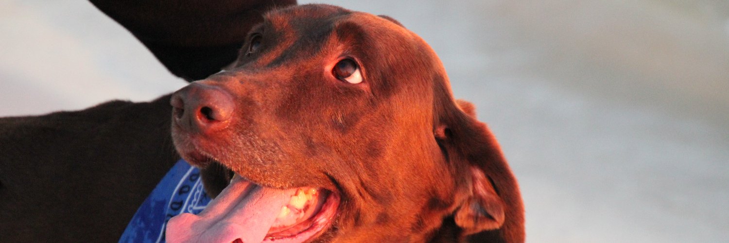revanniebri's profile banner image