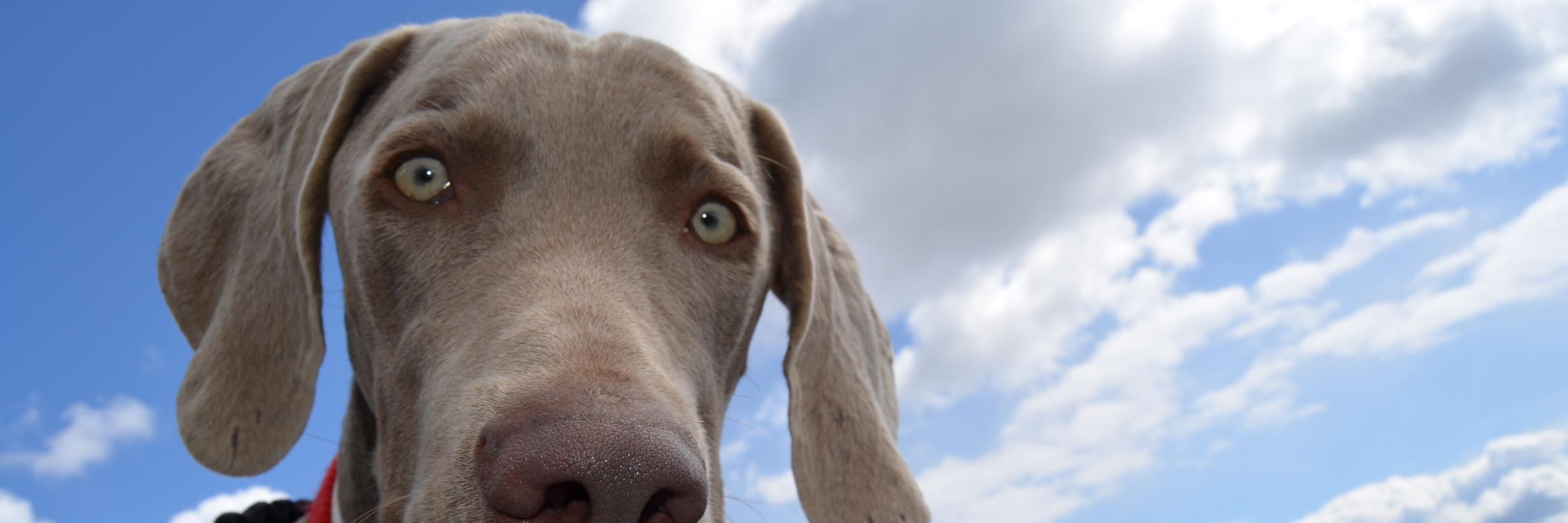 ByDePerros's profile banner image