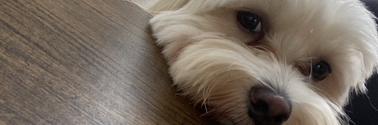 Dani Martini💫 banner