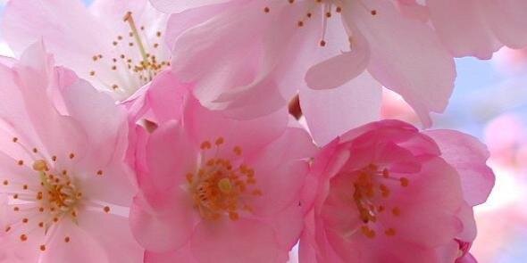 petrovic_ma's profile banner image