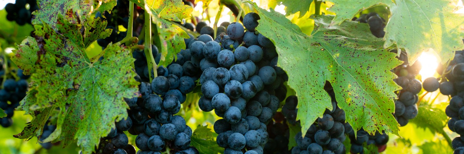 OliverWinery's profile banner image