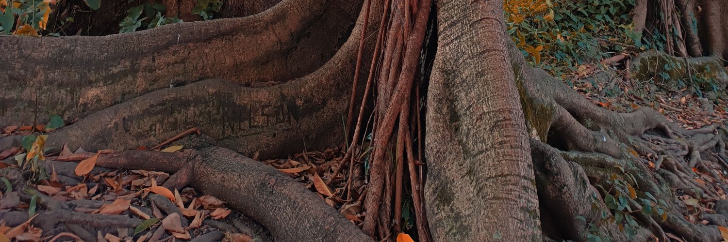 b4n3g4's profile banner image