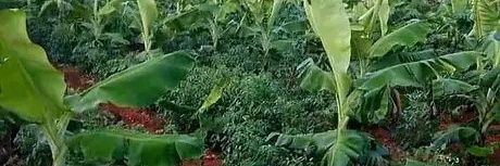 paps_rona's profile banner image