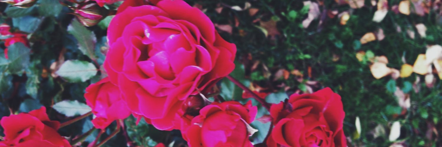 jennihoo's profile banner image