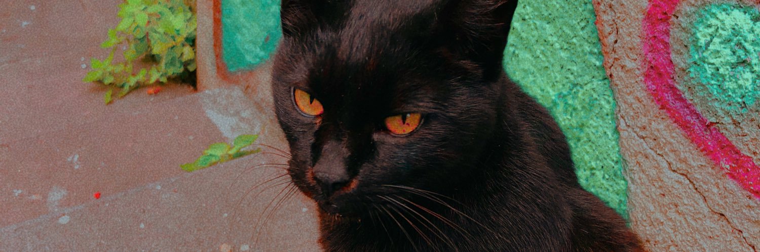 sedakucukefe's profile banner image