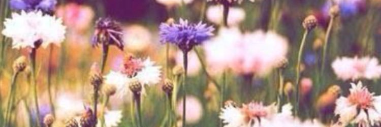 nicgreenleaf's profile banner image