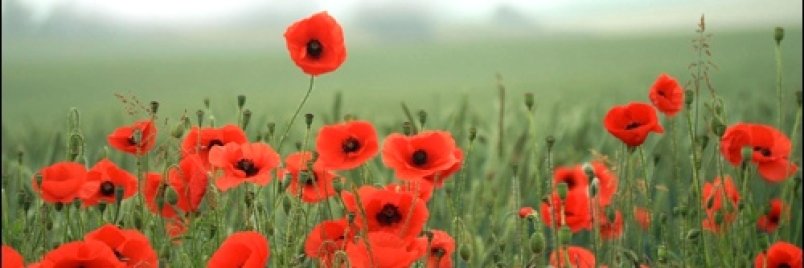 willemand's profile banner image