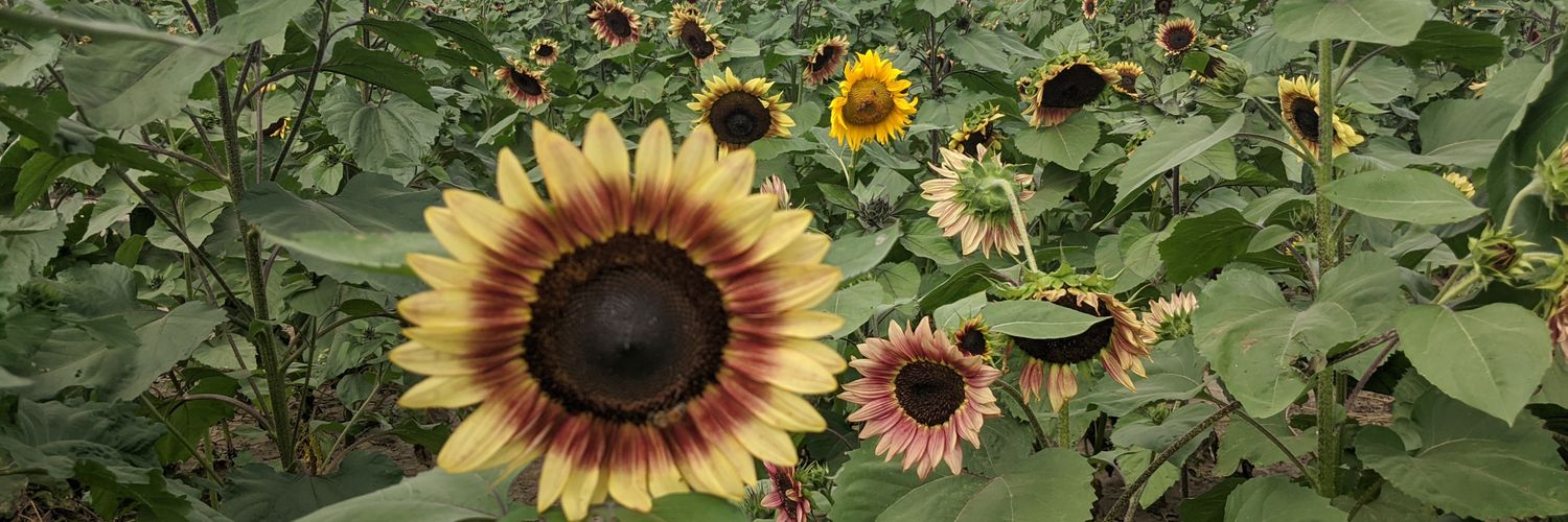 gwmather's profile banner image