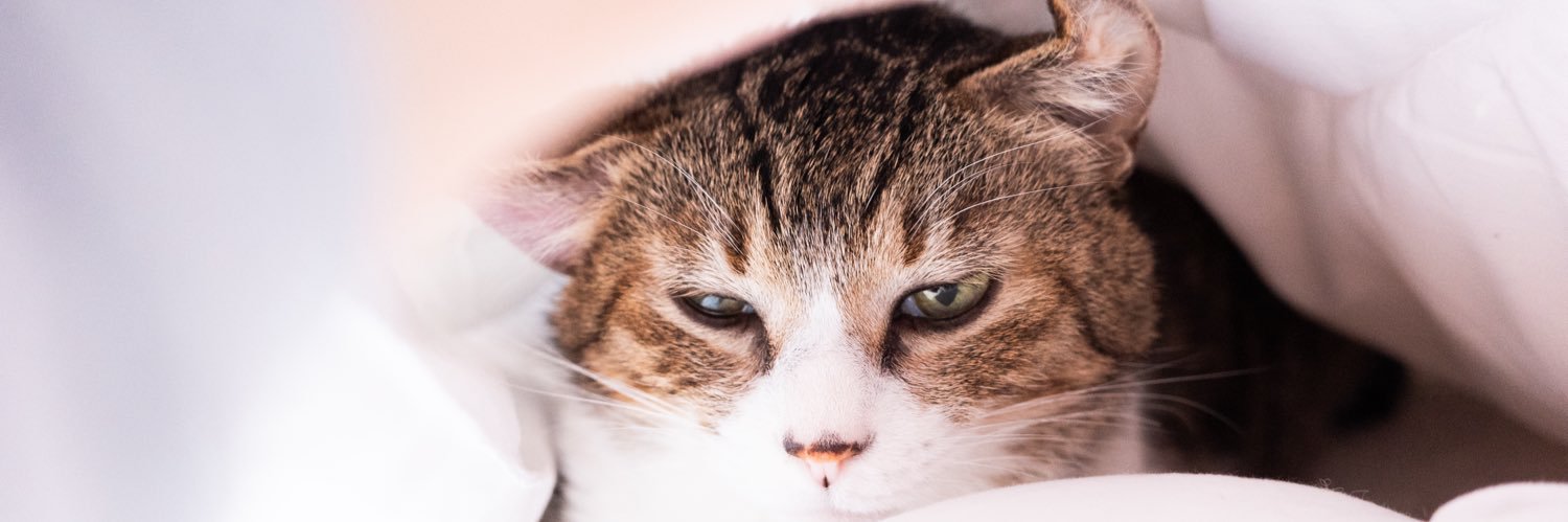 m_gu_m's profile banner image