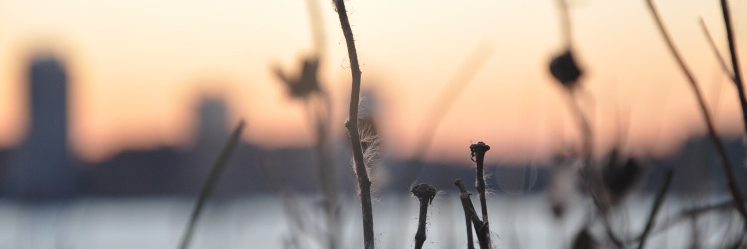 ariannaponzi's profile banner image