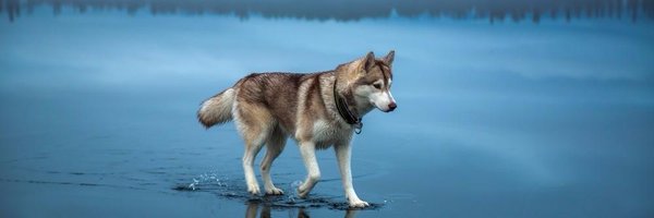 DGSpitz Profile Banner