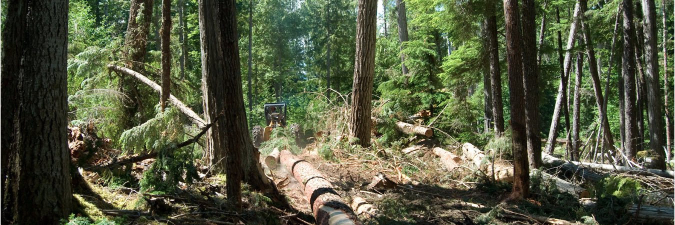 WoodlotsBC's profile banner image