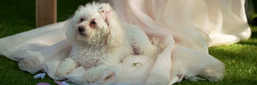 amsdamns's profile banner image