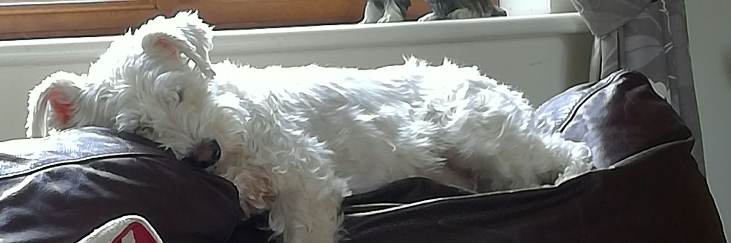 scattyjackiw's profile banner image