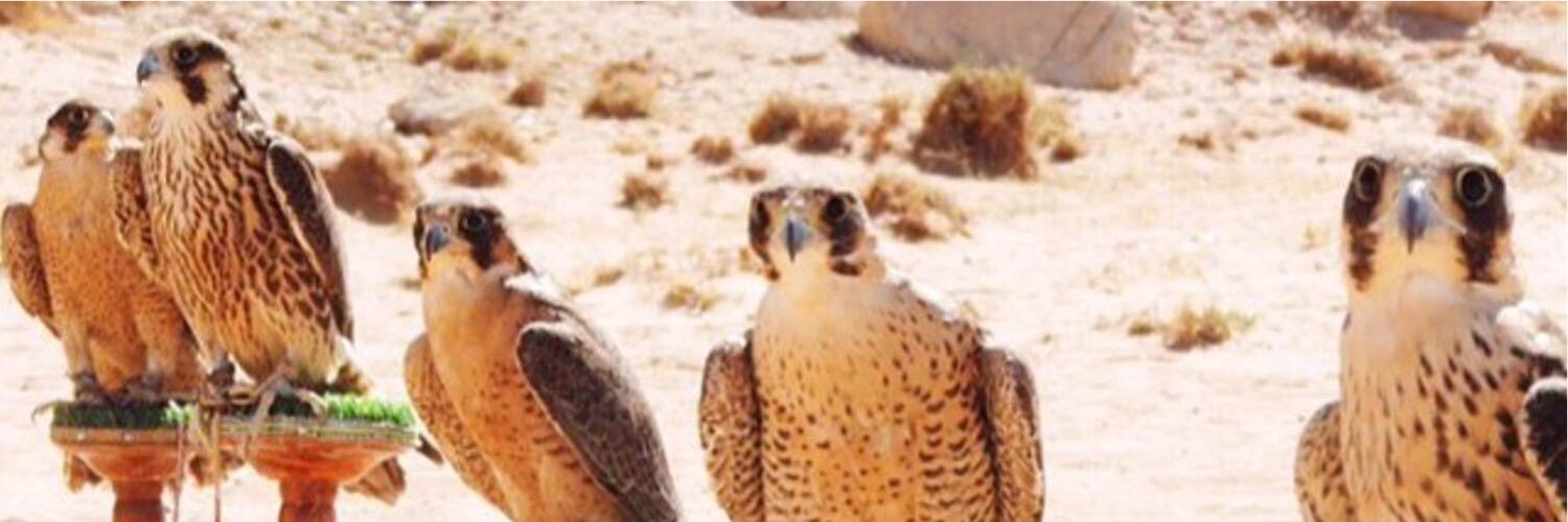 ok_q0's profile banner image