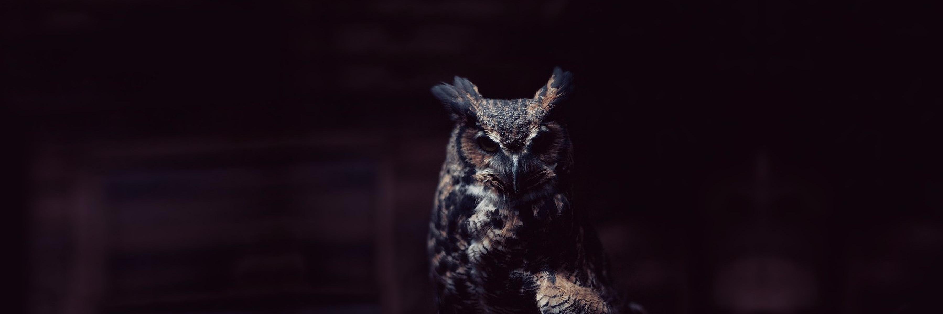owlbello's profile banner image
