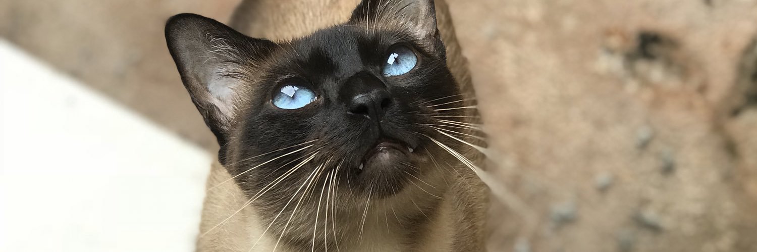 _marifidelis's profile banner image