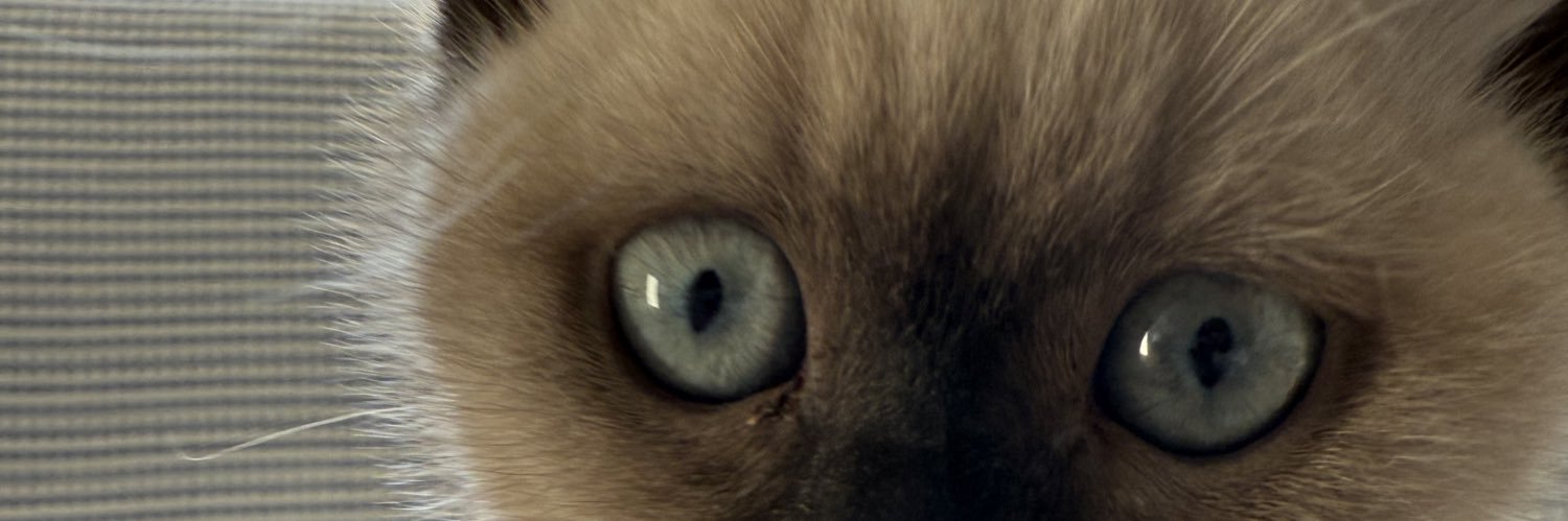 OyaKaraba's profile banner image
