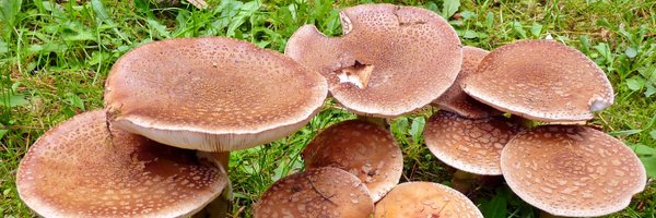 Lostash Profile Banner