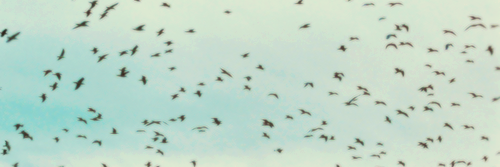 Sharon_Escobar's profile banner image