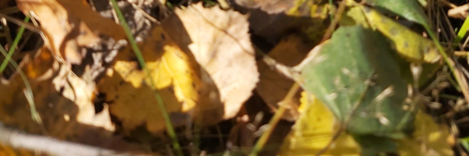 Konrad Seweryn banner