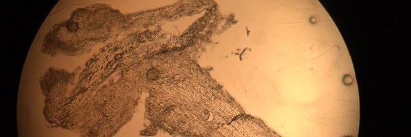 MaxRavnMerkel Profile Banner